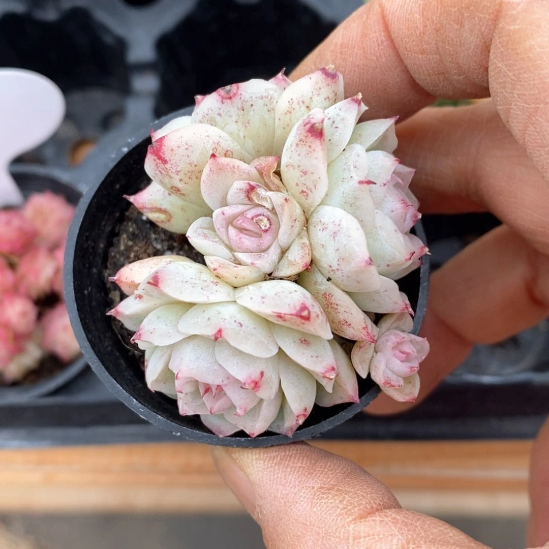 精品多肉一物一拍不包整25