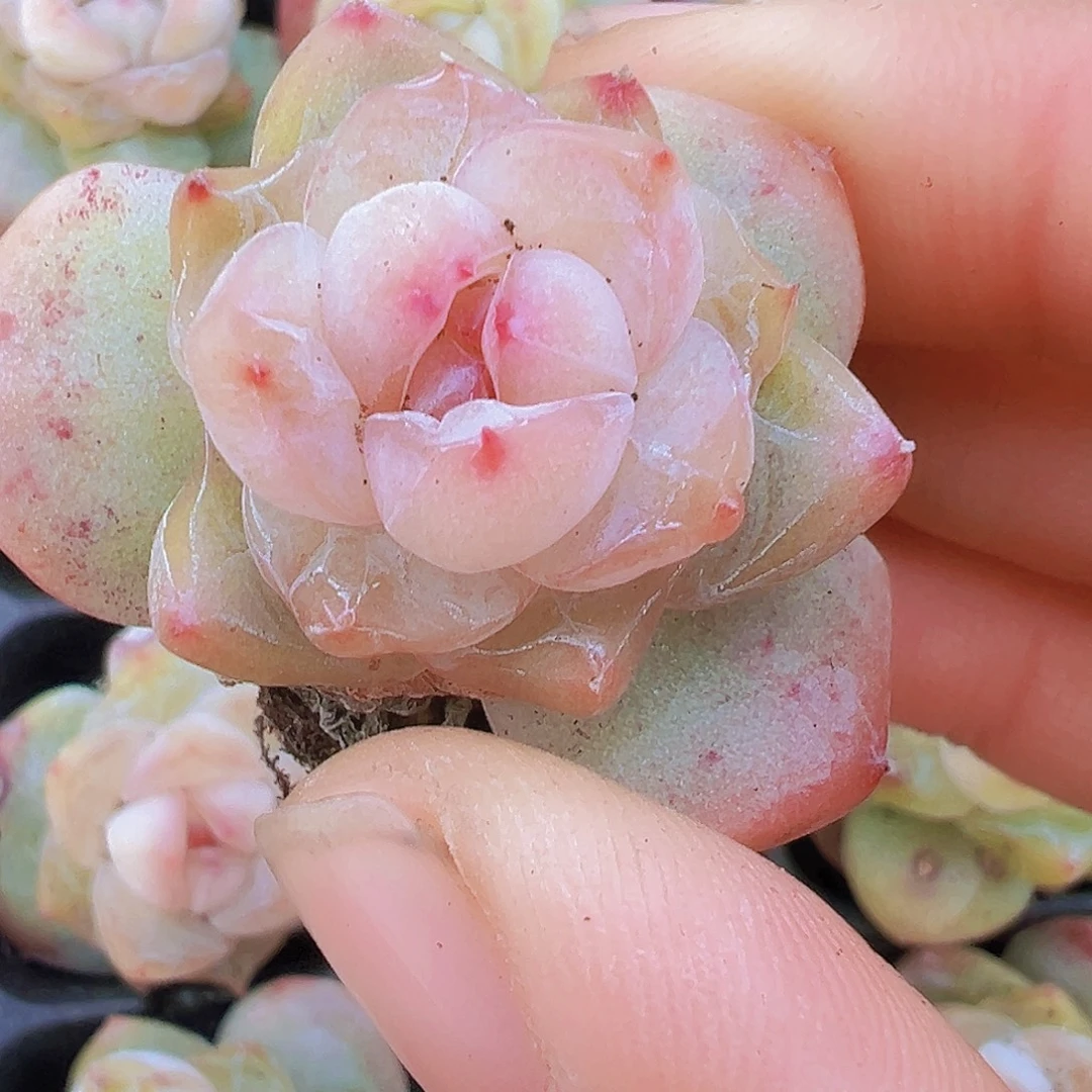 繁星珍妮苗5颗19包邮