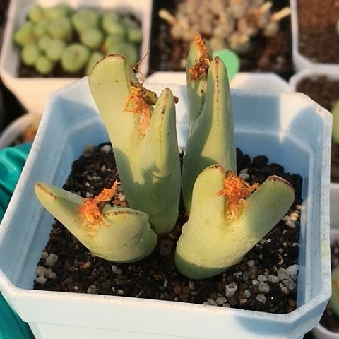 多肉肉锥 皮卡丘