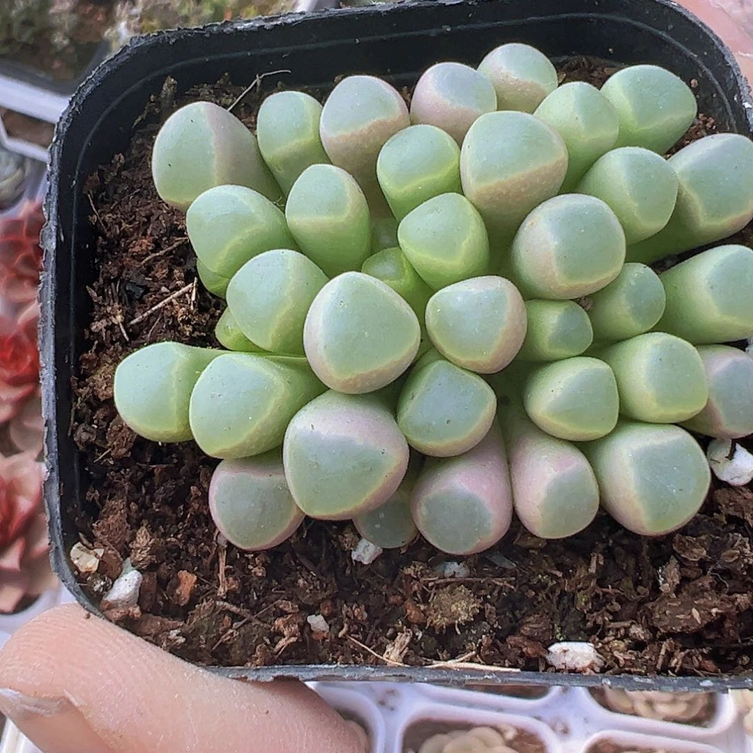 五十铃玉19包邮多肉