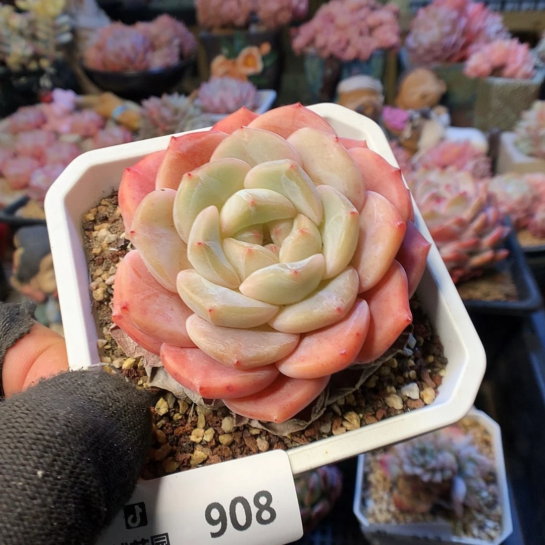 ღ**久908糖心母本多肉植物