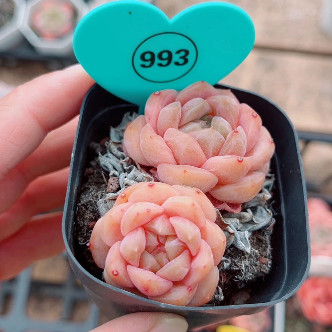 993号小老桩糖心双头