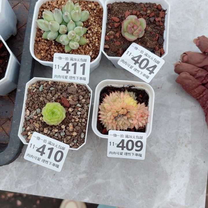 *****多肉多肉植物无盆土发货多肉多