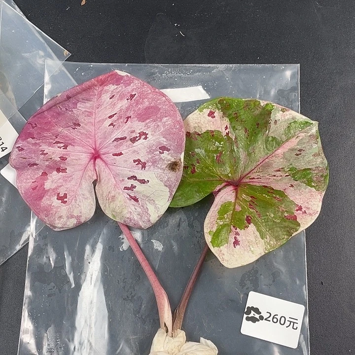 无花朵Q327白玫瑰