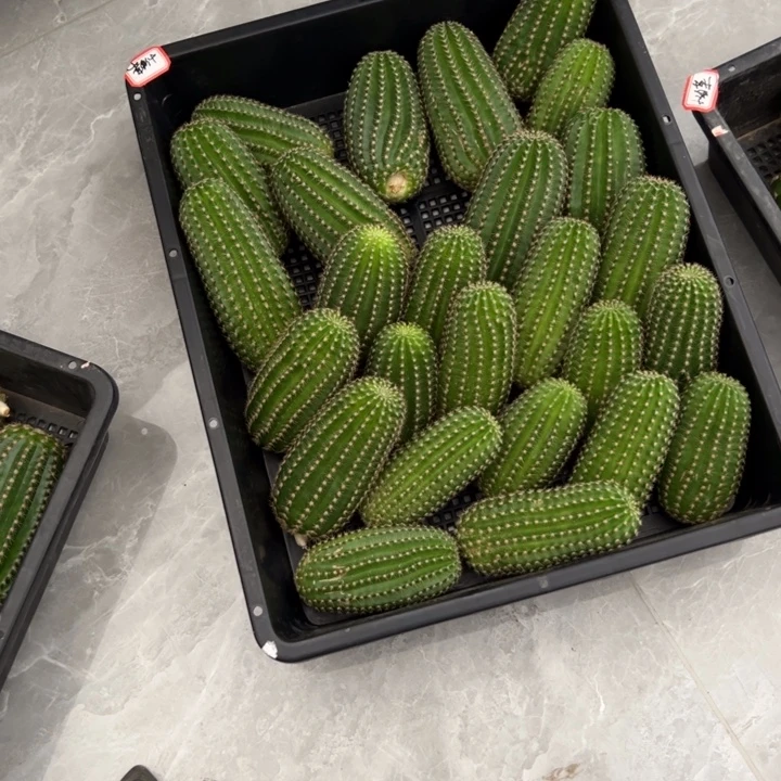 小油菜细长版瑕疵球