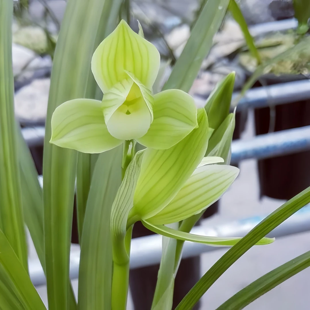 【鄂西剑-大荷型素】春剑鄂西高山种植自然苗无温室易养活阳台养兰