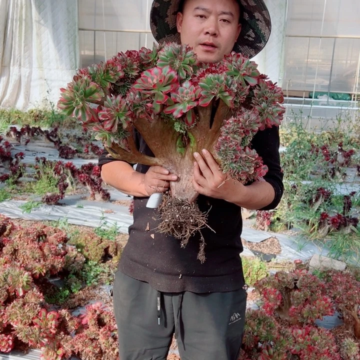 超大颗女郎25号多肉法师