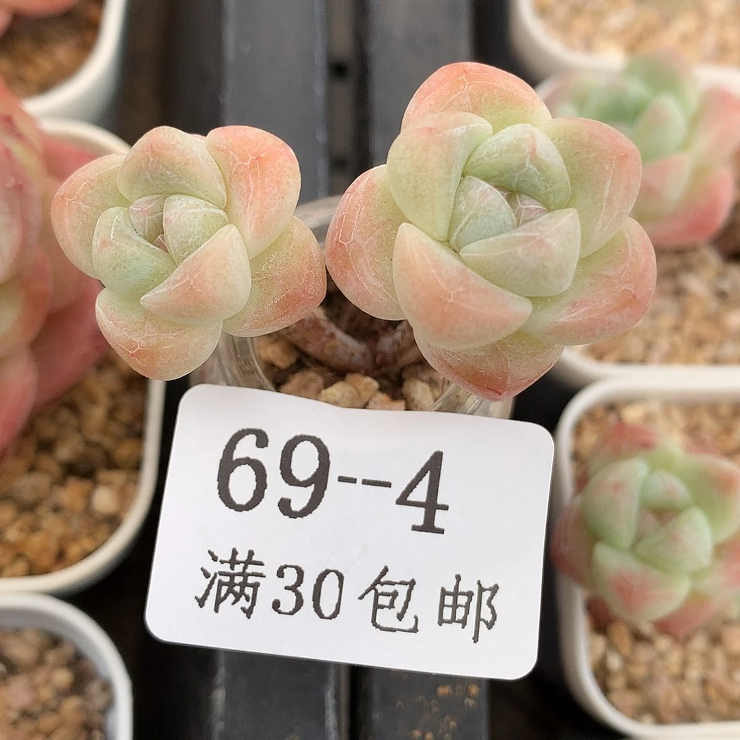 4。小脸长腿玻璃瓶冰玉4cm。