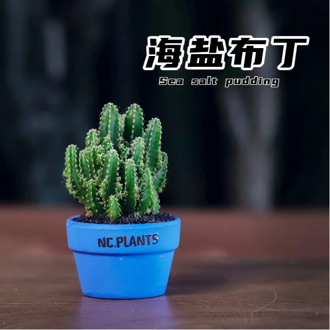 【NC.PLANTS 海盐布丁】夏日清爽 | 新品小浮力 | 带盆成品