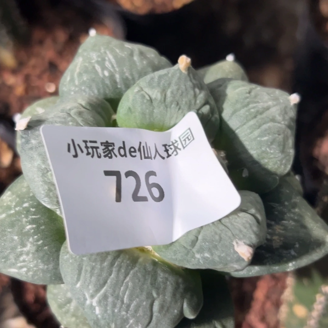 雨***晴726 仙人球的牡丹啊
