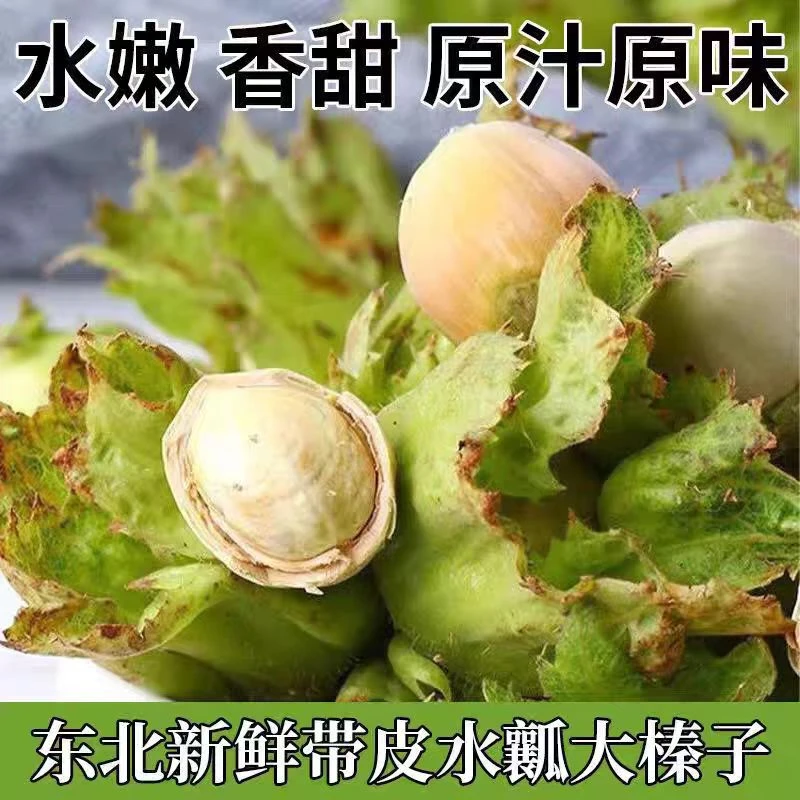 东北青皮大榛子新鲜带皮水仁榛子头茬大果当天采摘包邮