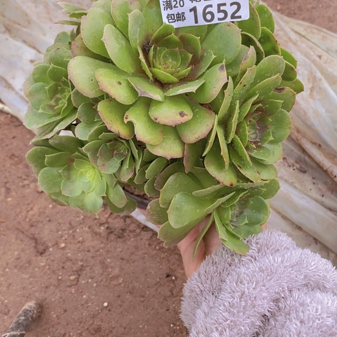 1652 号一物一拍多肉植物
