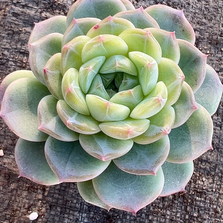 单头珍妮1111111111