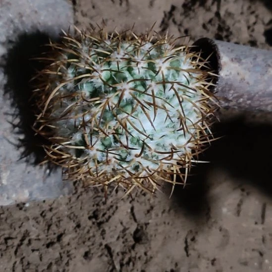 仙人球刺球缀化球