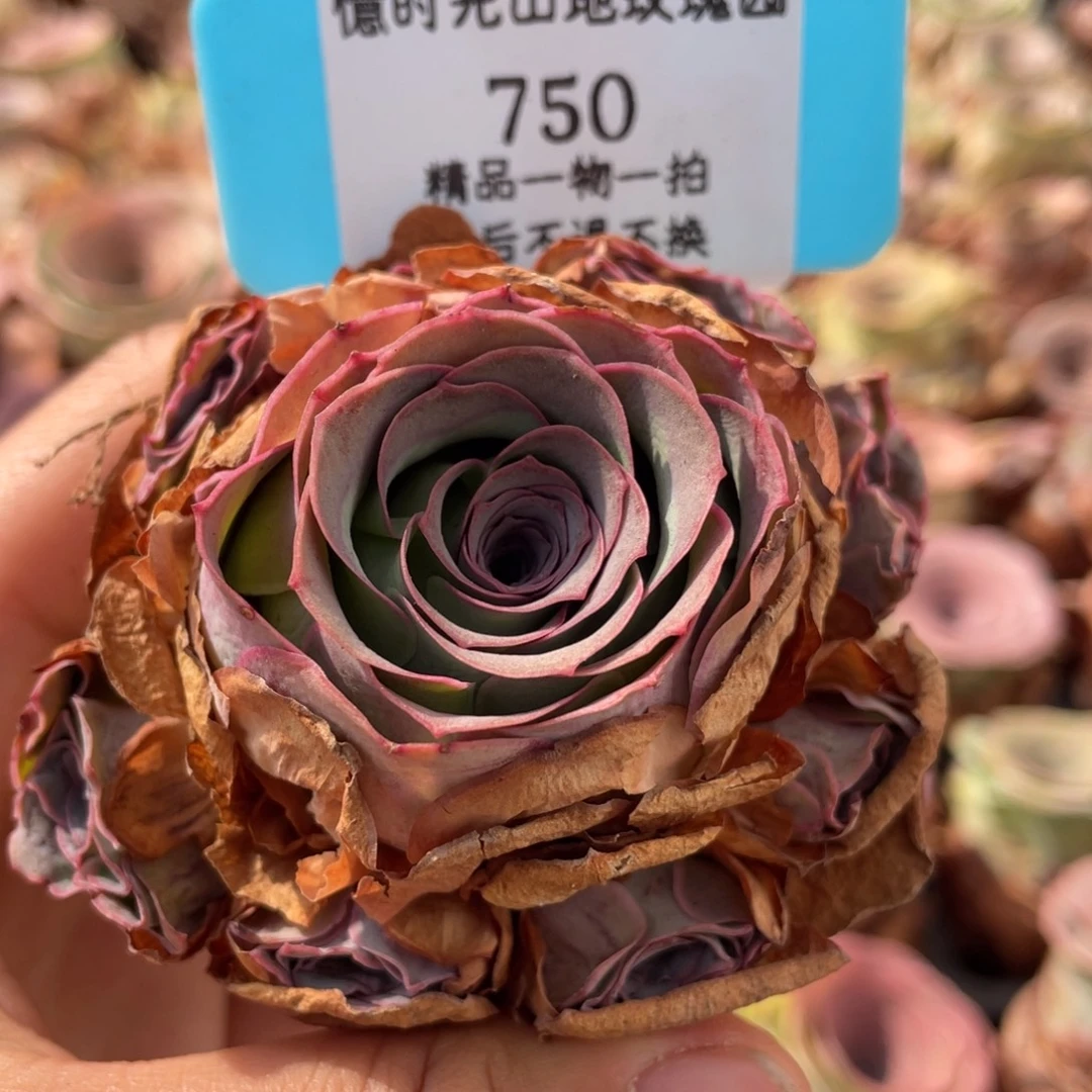 山地玫瑰 750断枝不包损不售后