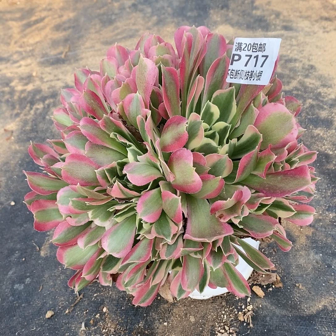 717白凤多肉法师锦