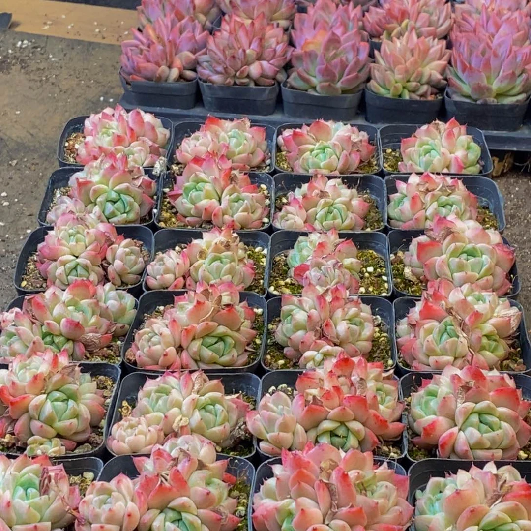 141多名学生时代的到来，