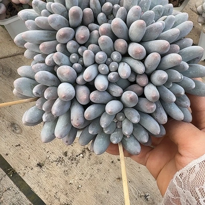 緣****汤圆多肉植物和植物的