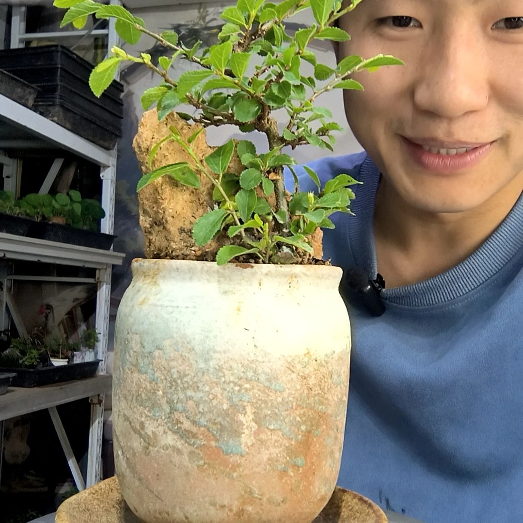 暴****羊中青园艺一物一拍159