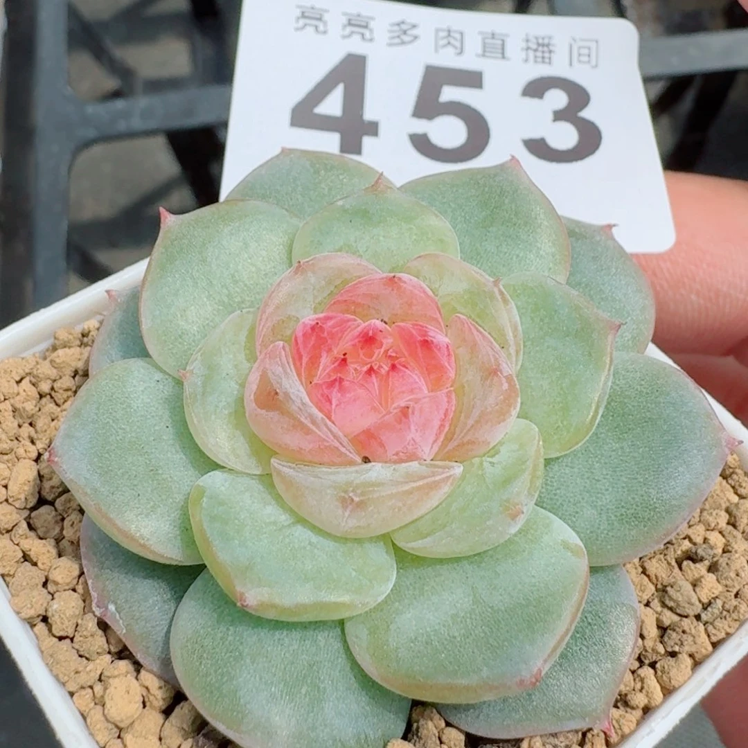 桃花粉            精美多肉植物