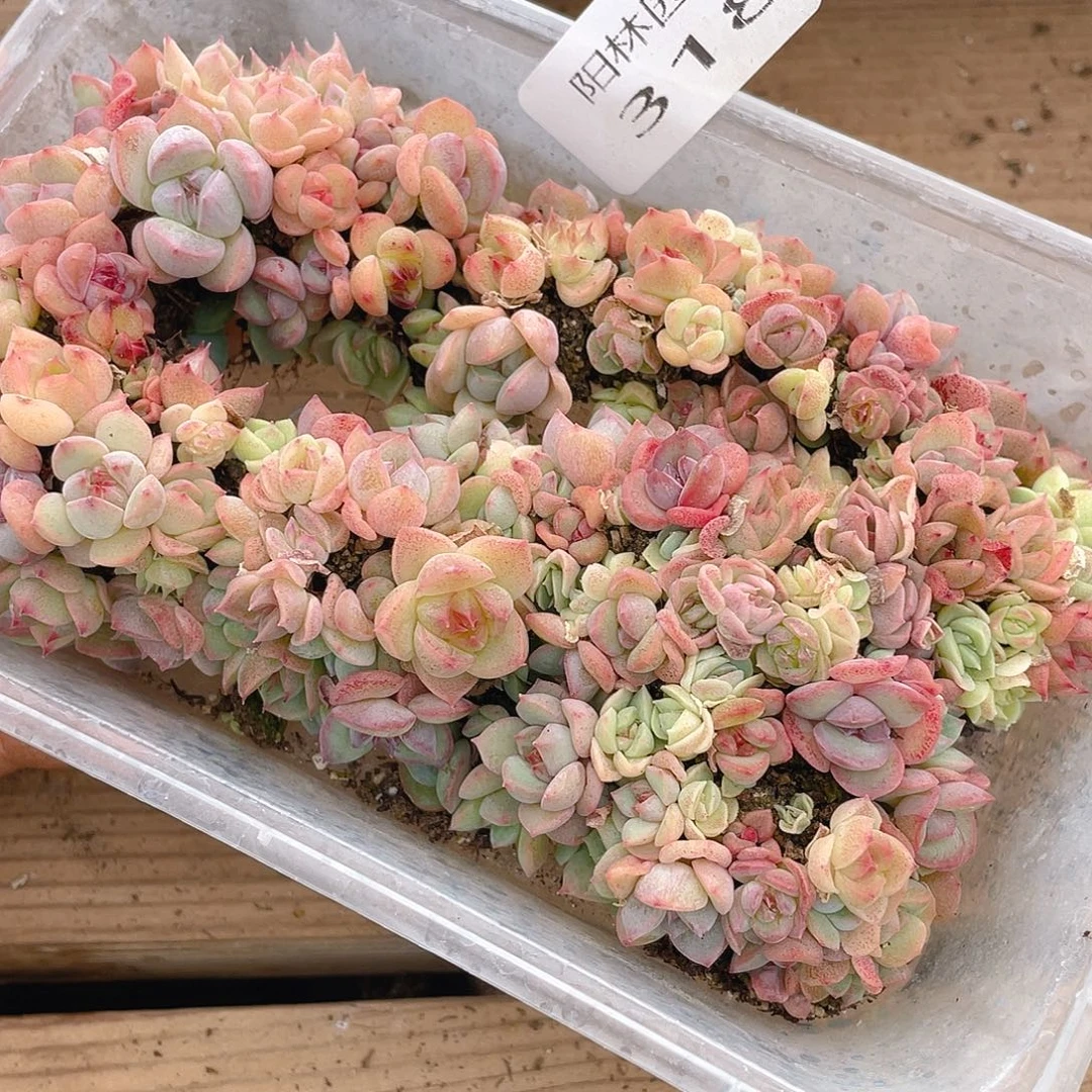 多肉植物多肉植物318