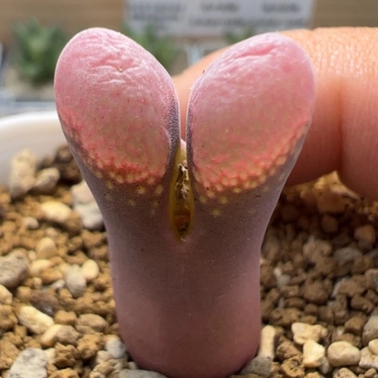 编号混合风铃一颗78。