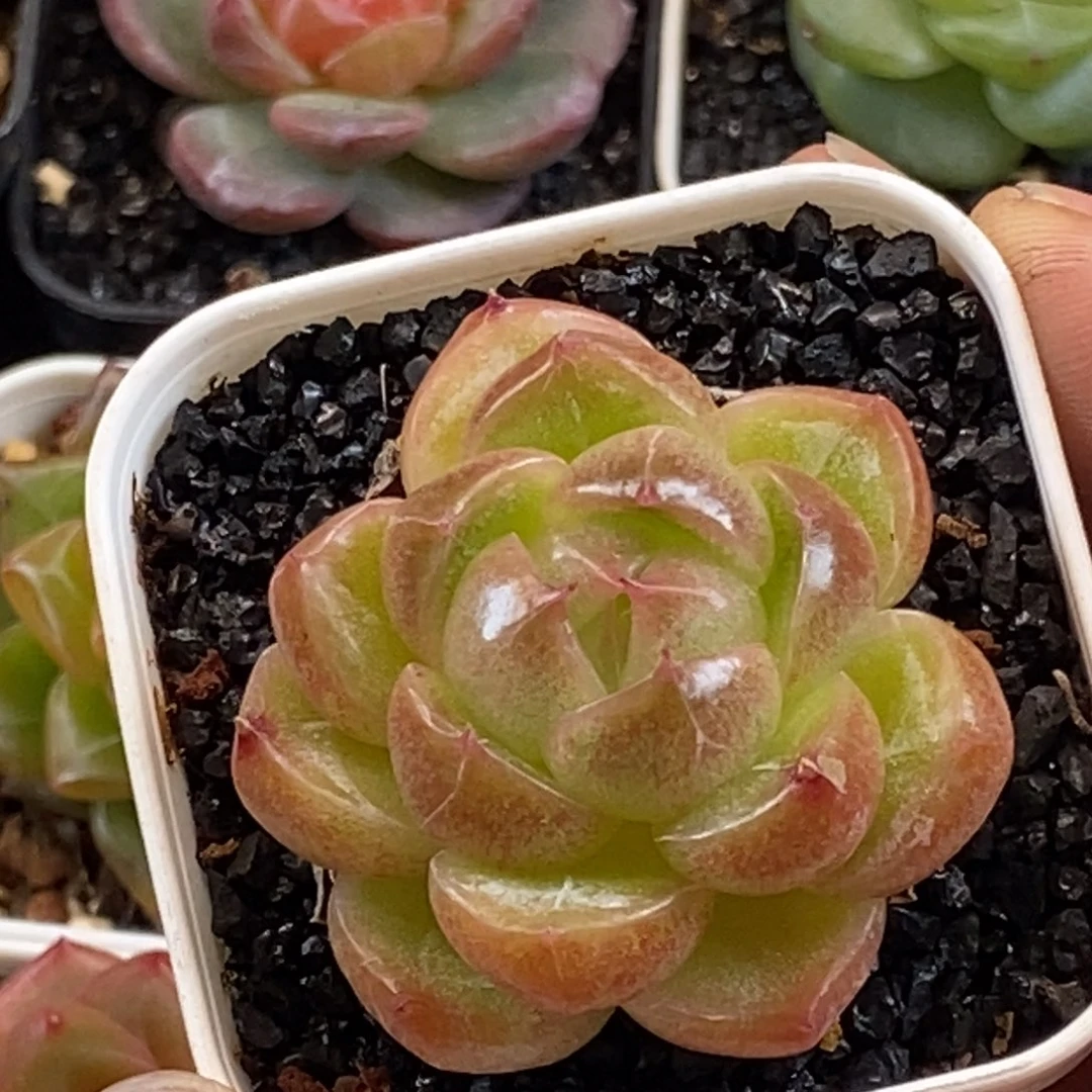 天官赐福百无禁忌