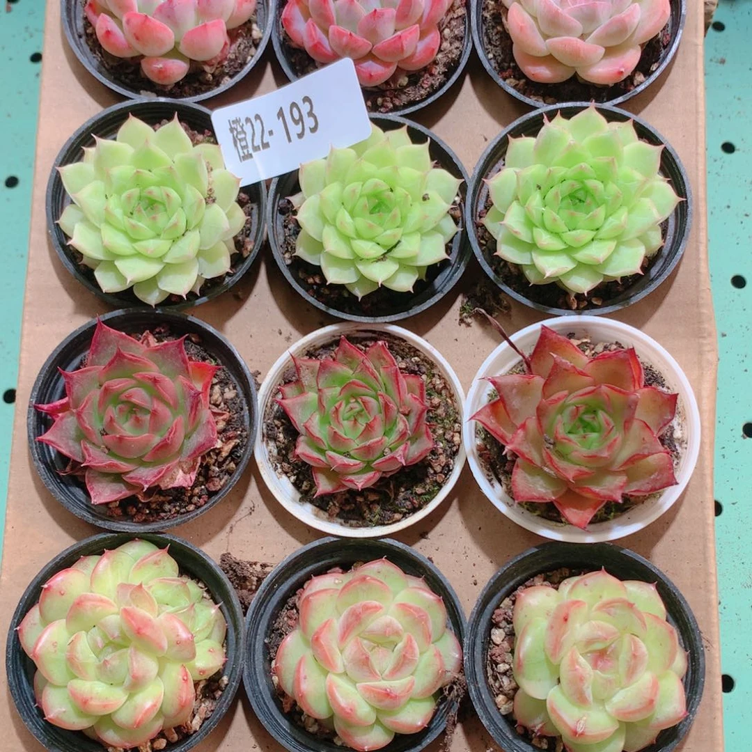 22-193一物一拍多肉带盆18颗