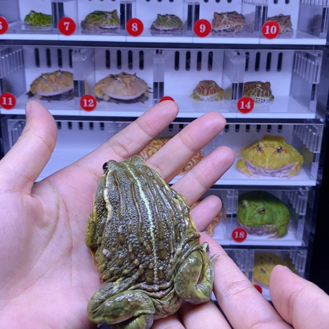 角蛙非牛全品特级活动