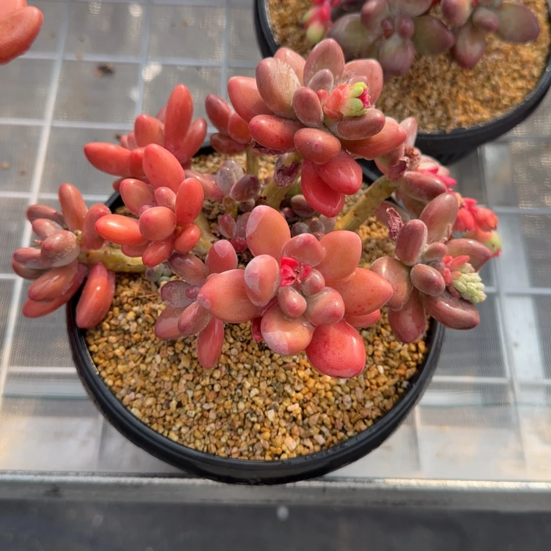 从前慢花园精选多肉苹果奶