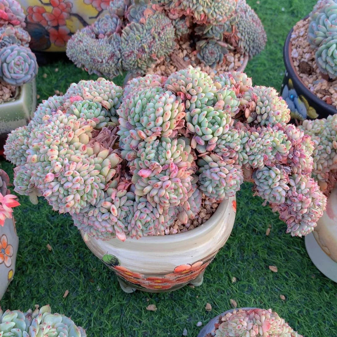 白胖子缀20 公分一物一拍