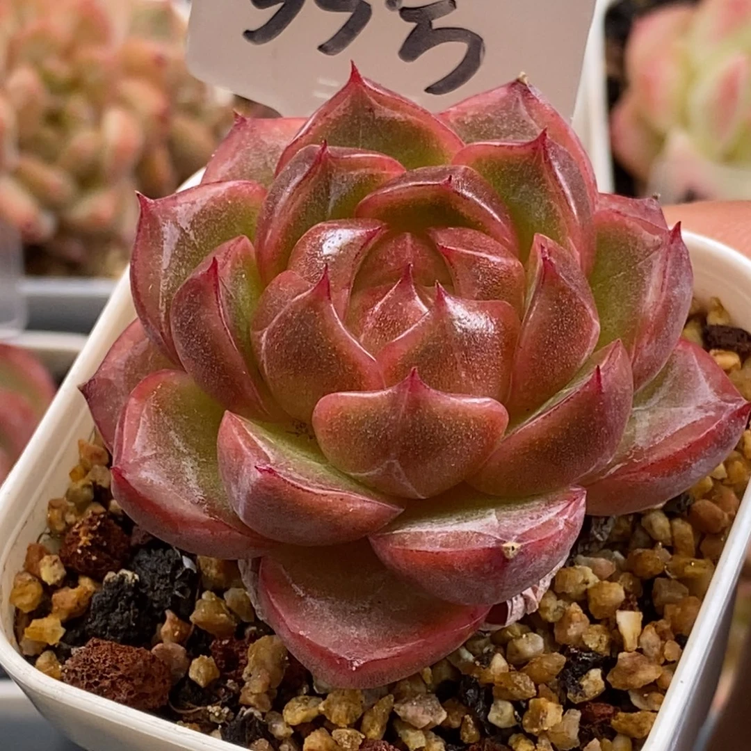 杂交新品个体好好好看