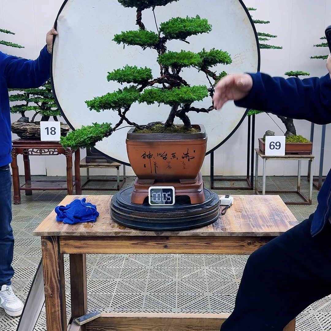 盆景珍珠柏造型盆景