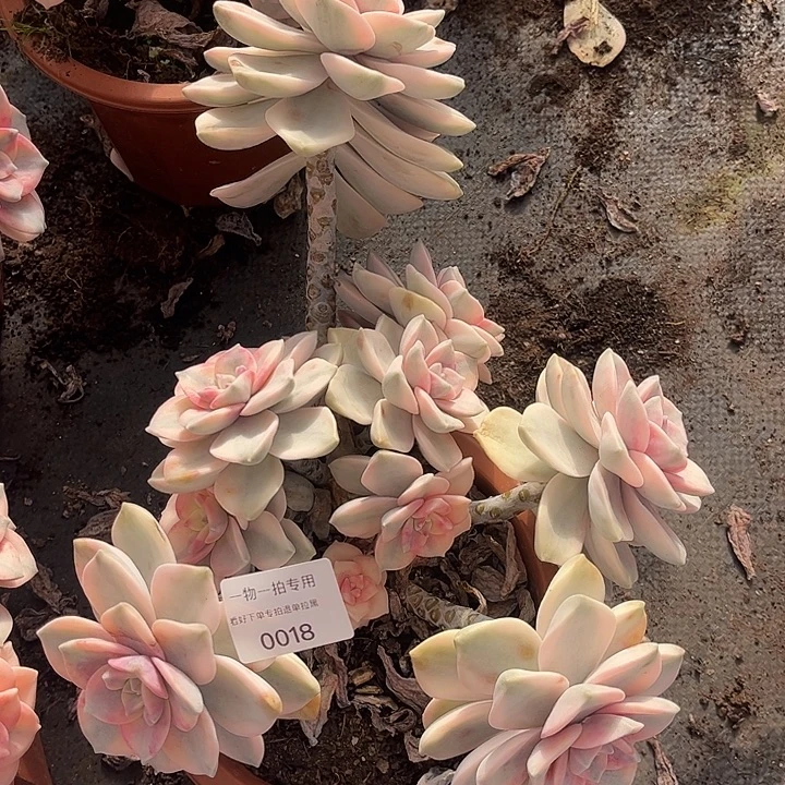 林****紫乐锦大群一物一拍