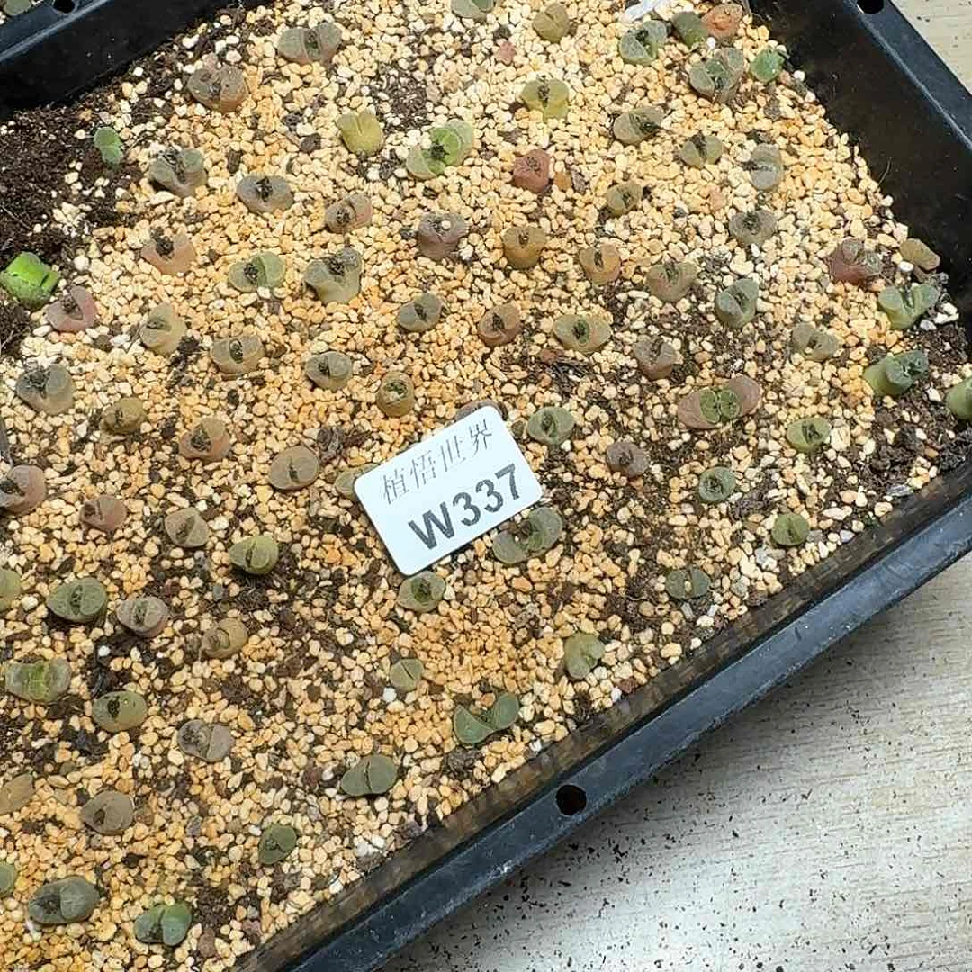 10颗一组量拍多肉植物哇c f