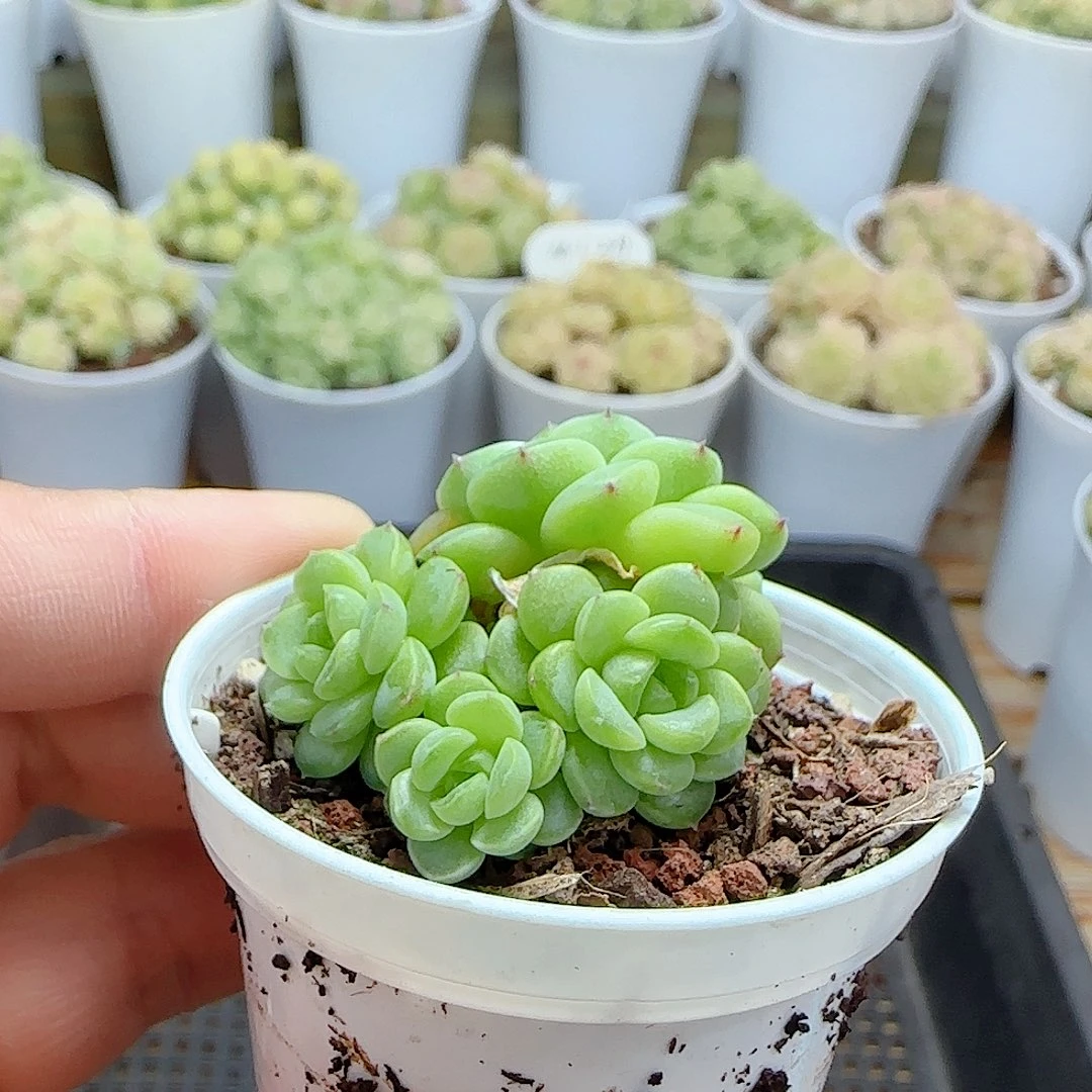 1109-25（优选麦秆）