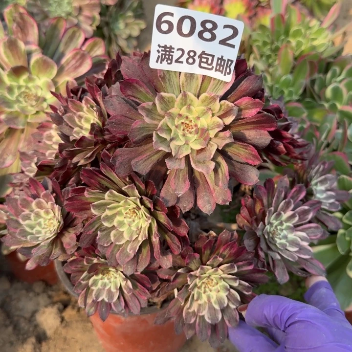 6082水彩画二号棚A