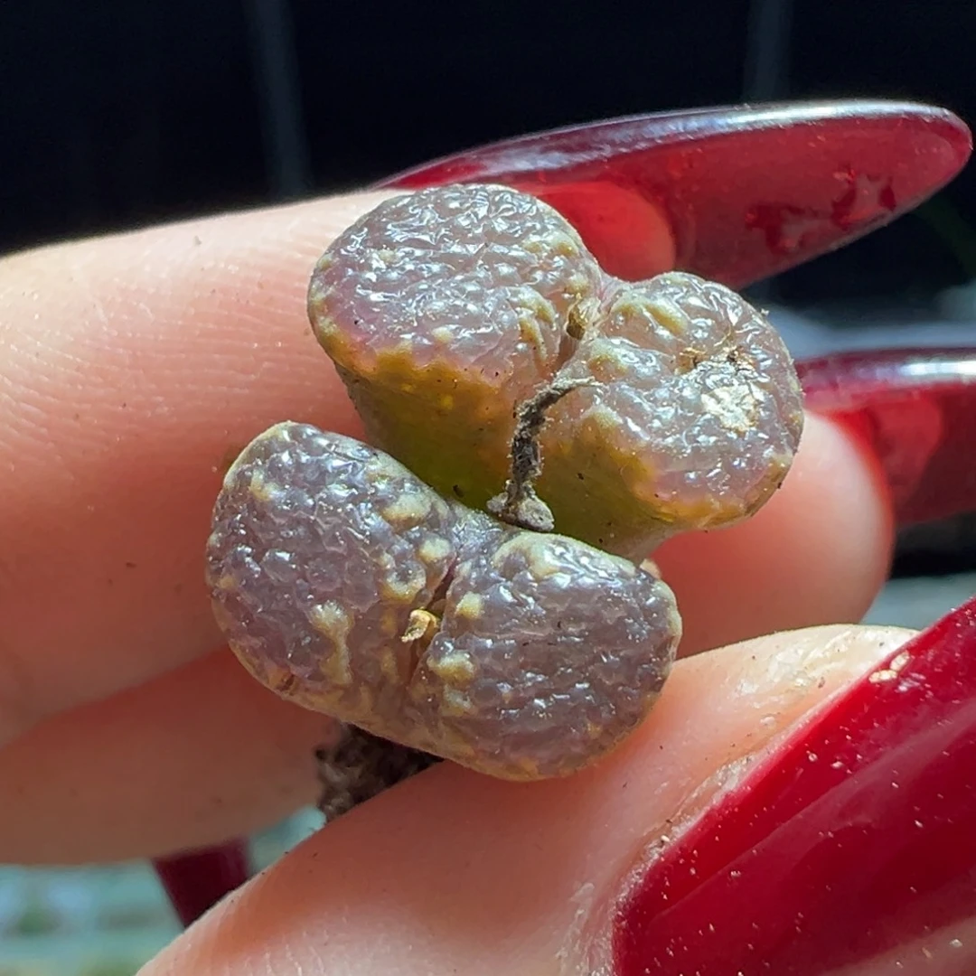 全窗勋章多肉植物