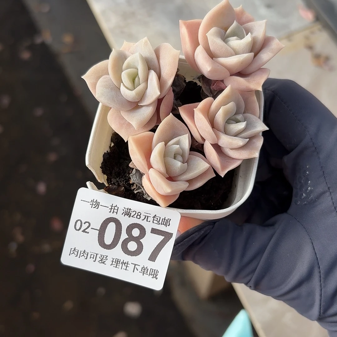 岁***歌可爱玫瑰无盆土发货无