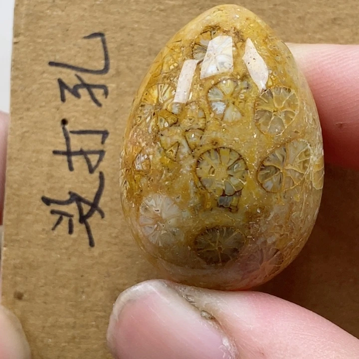 颈饰未镶嵌硅化珊瑚（珊瑚玉）有瑕