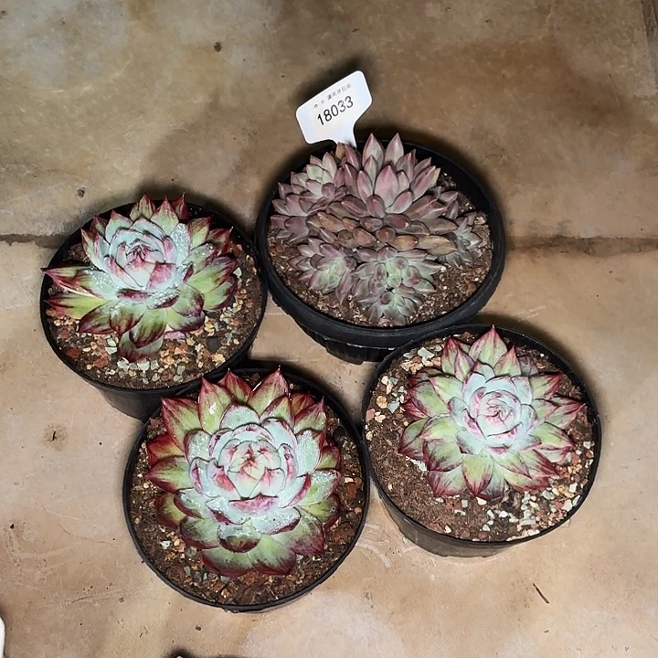 ?*?惊鸿三颗一物一拍18033