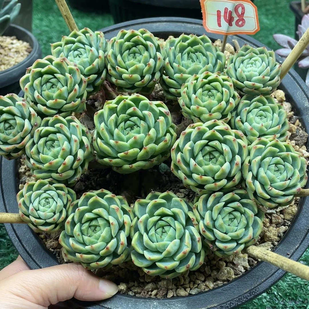 148一物一一拍一拍