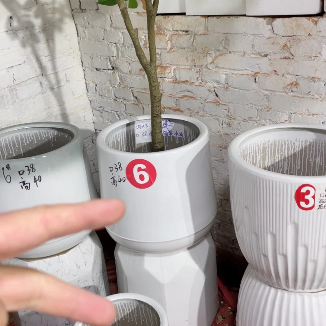 红陶6号正常品12