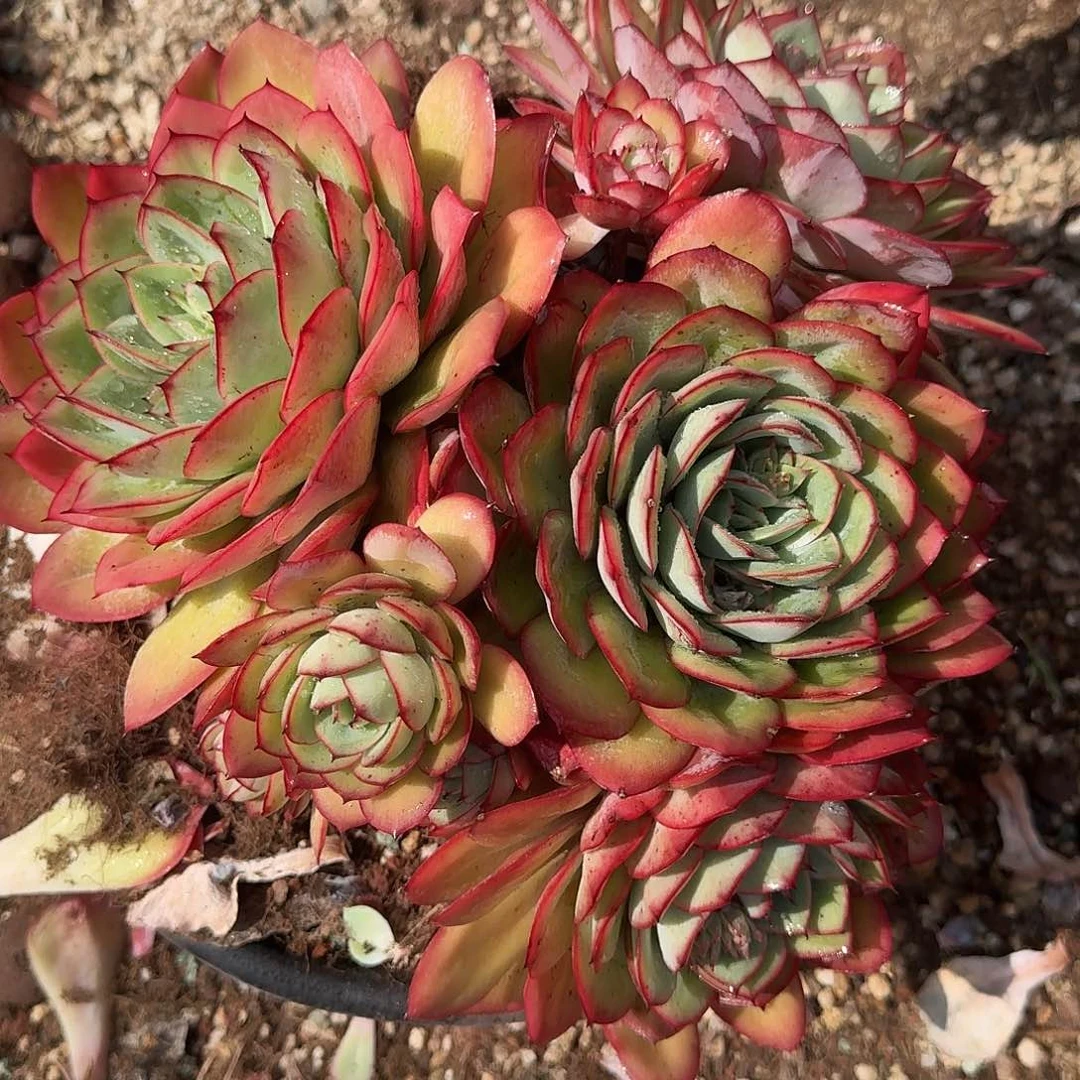 牡丹亭多肉 000000000