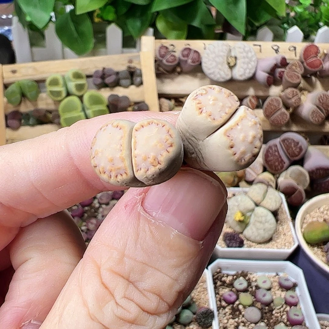 无花朵编号饼干一颗………………………………