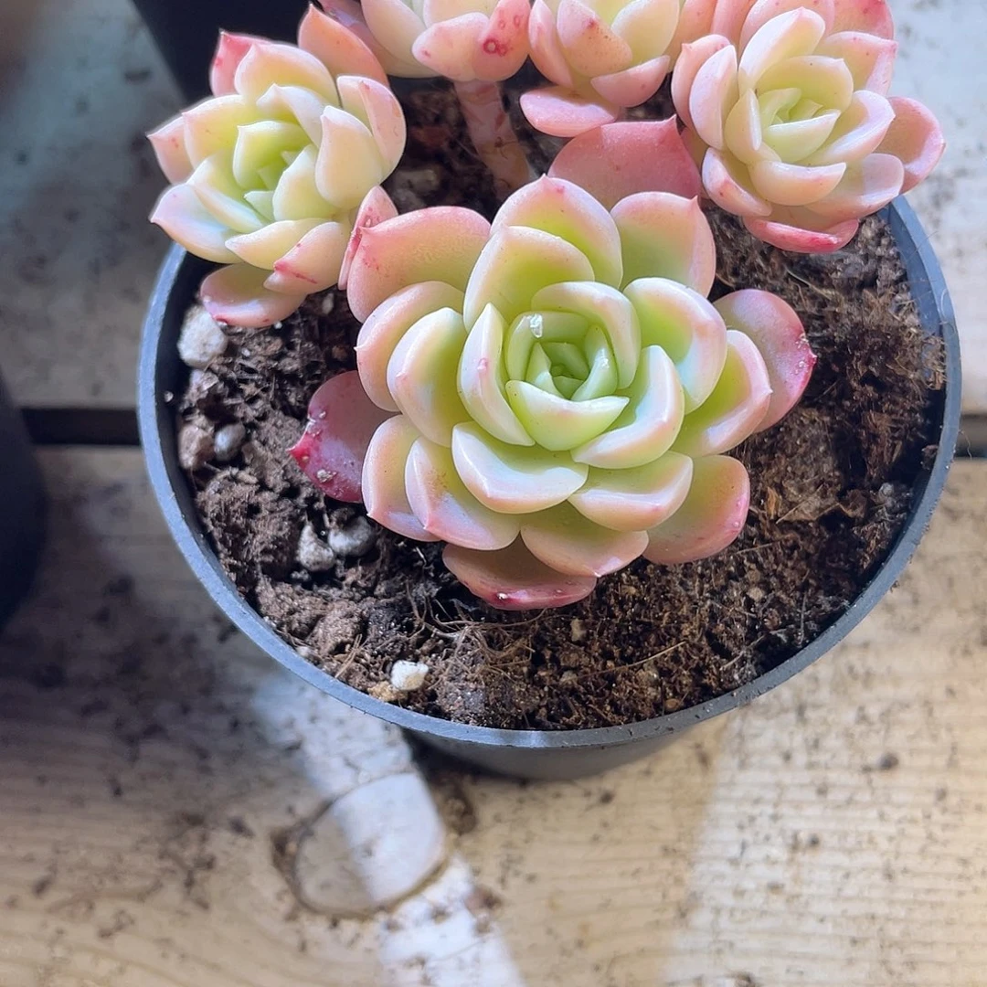 *️****0637  哈密瓜  六月六