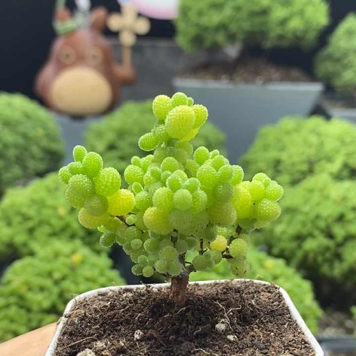 金橘糖球8144枝干番杏