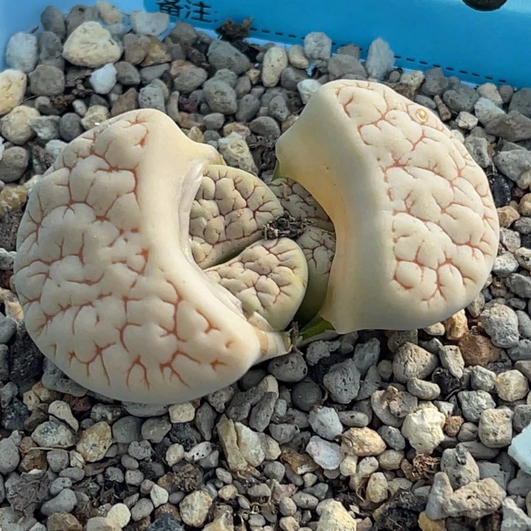 9046双头脑纹189一颗