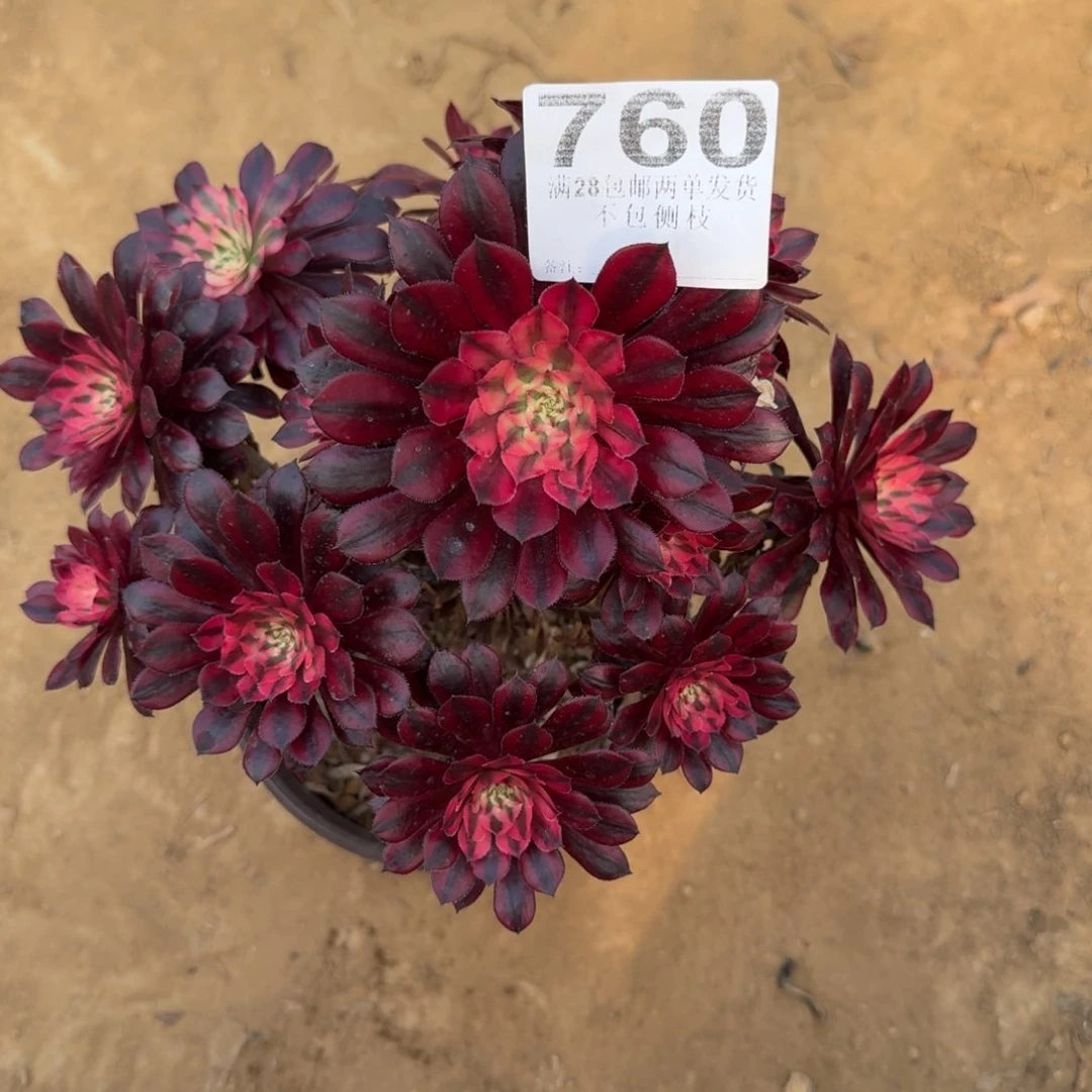 知***乐760号黑桐超白不包损