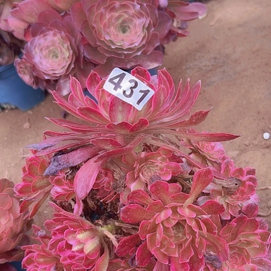 莪***工多肉植物一个烟花